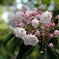 Pink Laurel Flower Seeds for Planting – Heirloom, Non-GMO, High Germination Organic Garden Seeds