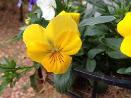 Pansy Flower Seeds for Planting – Heirloom, Non-GMO, High Germination Organic Garden Seeds