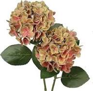 Green Red Hydrangea Flower seeds for Planting – Low Maintenance, Heirloom & GMO Free Seeds for Home Garden, High Germination