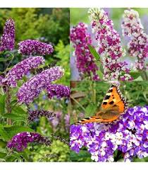 Heirloom Buddleia Flower Seeds for Planting  – Non-GMO, High Germination Organic Garden Seeds