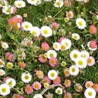 Mixed Erigeron Flower Seeds for Planting | Heirloom Non-GMO High Germination