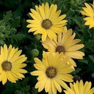 Yellow Dimorphotheca Flower Seeds for Planting | Heirloom Non-GMO High Germination Organic Garden Seeds