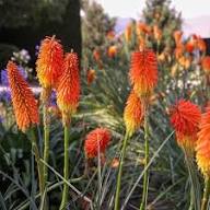 Uvaria Flower Seeds for Planting | Heirloom Non-GMO High Germination Organic Garden Seeds