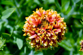 Gaillardia Sundance Flower Seeds for Planting Heirloom Non-GMO High Germination Organic Garden Seeds