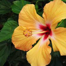 Hibiscus Flower Seeds for Planting – Heirloom, Non-GMO, High Germination Organic Garden Seeds