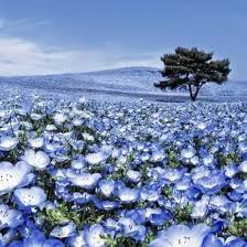 Nemophila menziesii (Baby Blue Eyes) Flower Seeds