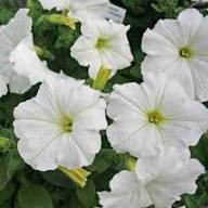 White Petunia Flower Seeds for Planting – Heirloom Non-GMO Garden Favorite Organic Garden Seeds