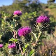Cirsium Muticum Flower Seeds for Planting – Heirloom Non-GMO Drought Tolerant Organic Garden Seeds