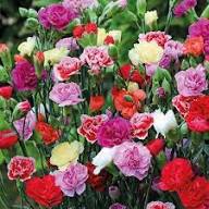 Carnation Flower Seeds for Planting – Heirloom Non-GMO, High Germination Organic Garden Seeds