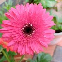 Pink Calendula Flower Seeds for Planting – Colorful Display Heirloom, Non-GMO, High Germination Organic Garden Seeds