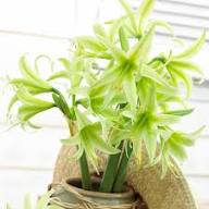 Green Hippeastrum Rutilum Flower Seeds for Planting | Heirloom Non-GMO High Germination Organic Garden Seeds