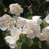 Abutilon Flower Seeds for Planting – Heirloom, Non-GMO, High Germination Organic Garden Seeds