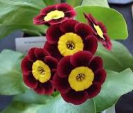 Maroon Yellow Primrose Seeds for Planting – Cottage Garden Essential, Heirloom, Non-GMO Organic Seeds