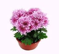 Fresh Chrysanthemum Flower seeds for Planting - Garden Favorite, Heirloom & GMO Free Seeds for Home Garden