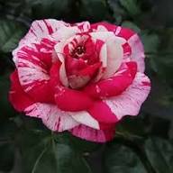 Red & Light Pink Rose Seeds for Planting – Heirloom Non-GMO Flowers, High Germination Organic Garden Seeds
