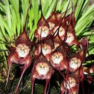 Dark Red Monkey Face Orchid Flower Seeds for Planting | Heirloom Non-GMO High Germination