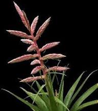 Pink Tillandsia Cretacea Flower Seeds for Planting – Heirloom, Non-GMO, High Germination Organic Garden Seeds