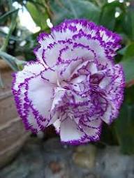 Carnations Violet White Flower Seeds for Planting | Heirloom Non-GMO Organic Garden Seeds, High Germination