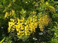 Chain Flower Seeds for Planting – Wildflower Mix, Heirloom, GMO Free Organic Garden Seeds