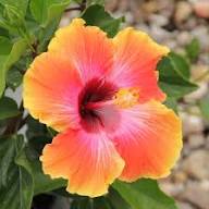 Hibiscus Flower Seeds for Planting – Wildflower Mix, Heirloom, Non-GMO, High Germination Organic Garden Seeds