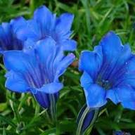 Blue White Gentian Flower Seeds for Planting – Heirloom, Non-GMO, Sun-Loving Garden Seeds