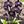 Black Phalaenopsis Orchid Flower Seeds for Planting - Heirloom, Non-GMO, Garden Favorite Organic Seeds with High Germination
