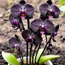 Black Phalaenopsis Orchid Flower Seeds for Planting - Heirloom, Non-GMO, Garden Favorite Organic Seeds with High Germination