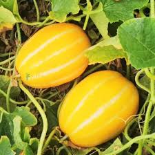 Gold Neungju Vegetable Seeds for Planting – Heirloom & Non-GMO Seeds, Rare Golden Variety for Home Gardens