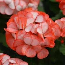Orange White Geraniums Flower seeds for Planting – Compact Growth, Heirloom & GMO Free Seeds for Home Garden, High Germination