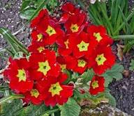 Primula Malacoides Red Flower Seeds for Planting – Heirloom, Non-GMO, High Germination