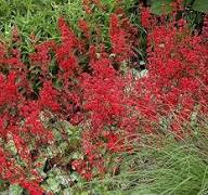 Red Coral Bells Flower Seeds for Planting | Heirloom Non-GMO High Germination Organic Garden Seeds