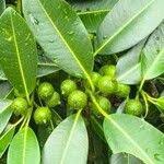 Green Toddalia Flower Seeds for Planting – Heirloom Non-GMO High Germination Organic Garden Seeds