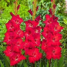 Gladiolus Flower Seeds for Planting | Heirloom Non-GMO Organic Garden Seeds, Easy to Grow, High Germination