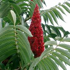 Red Typhina Flower Seeds for Planting – Heirloom, Non-GMO, High Germination Organic Garden Seeds