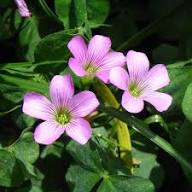 Pink Oxalis Laciniata Flower Seeds for Planting - Pollinator Friendly, Heirloom &amp; GMO Free Seeds for Home Garden Non-GMO