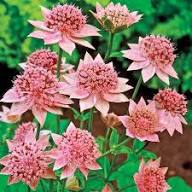 White Pink Astrantia Flower Seeds for Planting – Heirloom, Non-GMO, Cut Flower Favorite Organic Garden Seeds