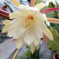 Epiphyllum Orchid Flower Seeds for Planting | Heirloom Non-GMO High Germination Organic Garden Seeds