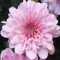 Baby Pink Chrysanthemum Flower Seeds for Planting - Premium Quality, Heirloom & Non-GMO Seeds for Home Garden