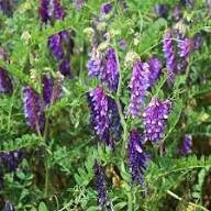 Purple Hairy Vetch Flower Seeds for Planting | Heirloom Non-GMO High Germination Organic Garden Seeds