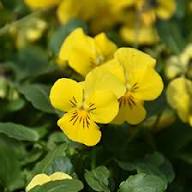 Yellow Viola Flower Seeds for Planting | Heirloom Non-GMO High Germination