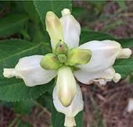 White Turtlehead Flower Seeds for Planting – Heirloom, Non-GMO, High Germination Organic Garden Seeds