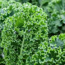 Green Curled Vegetable Seeds for Planting – Heirloom & Non-GMO Garden Seeds