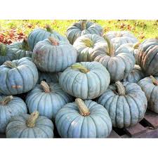 Blue Moon Pumpkin Seeds for Planting – Heirloom, Non-GMO, Organic Garden Seeds, High Germination, Unique Vegetable Displays