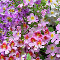 Purple Schizanthus Flower Seeds for Planting | Heirloom Non-GMO Organic Garden Seeds, Drought Tolerant, High Germination