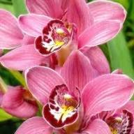 Orchid Flower Seeds for Planting – Heirloom Non-GMO High Germination Organic Garden Seeds