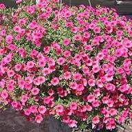 Pink Kabloom Flower Seeds for Planting – Low Maintenance Heirloom, Non-GMO, High Germination Organic Garden Seeds