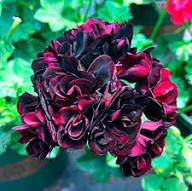Burgundy Geraniums Flower Seeds for Planting – Heirloom, Non-GMO, High Germination Organic Garden Seeds
