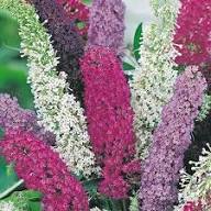 Mix Buddleia Flower Seeds for Planting | Heirloom Non-GMO High Germination Organic Garden Seeds