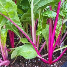 Pink Green Swiss Chard Vegetable Seeds for Planting – Heirloom &amp; Non-GMO Leafy Greens for Cooking
