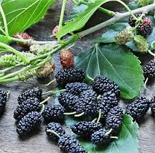 Black Mulberry Fruit Seeds 
